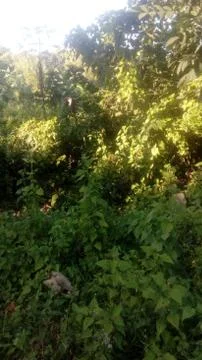 Forest tree on the hill 스톡 사진