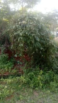 Forest tree on the hill 스톡 사진