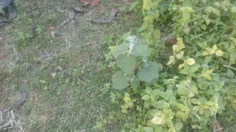 Forest tree on the hill Stock Photos