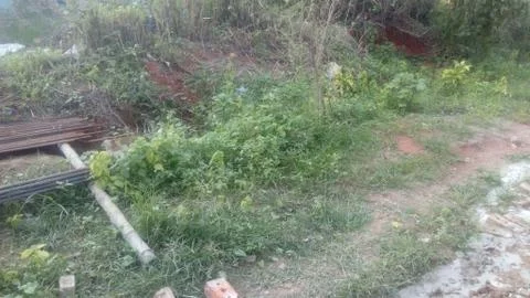 Forest tree on the hill 스톡 사진