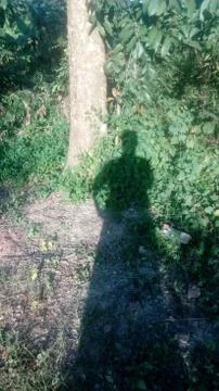 Forest tree on the hill 스톡 사진