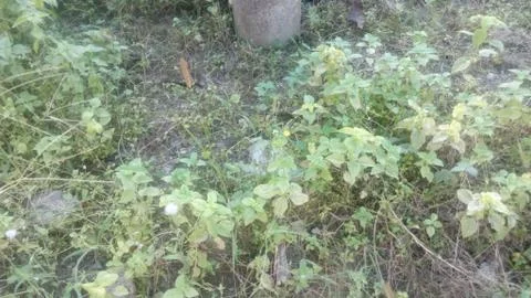 Forest tree on the hill 스톡 사진