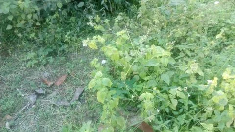 Forest tree on the hill 스톡 사진