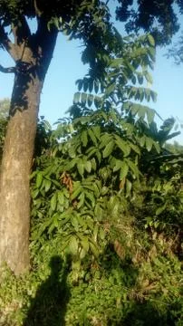 Forest tree on the hill 스톡 사진