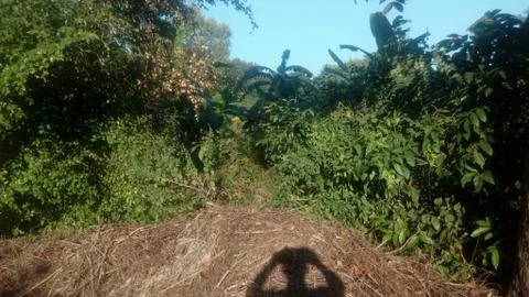 Forest tree on the hill Stock Photos