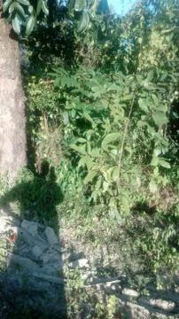 Forest tree on the hill Stock Photos