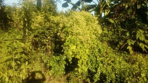Forest tree on the hill  Stock Photos