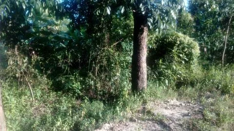 Forest tree on the hill 스톡 사진