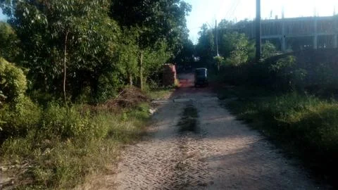 Forest tree on the hill 스톡 사진