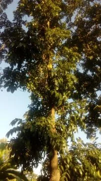 Forest tree on the hill 스톡 사진