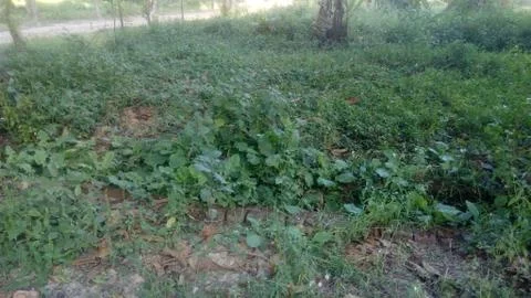 Forest tree on the hill Stock Photos