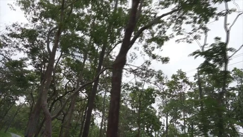 Forest Tree image scrolls Video 스톡 동영상 75820436