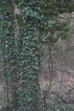 Forest Tree with ivy Фото