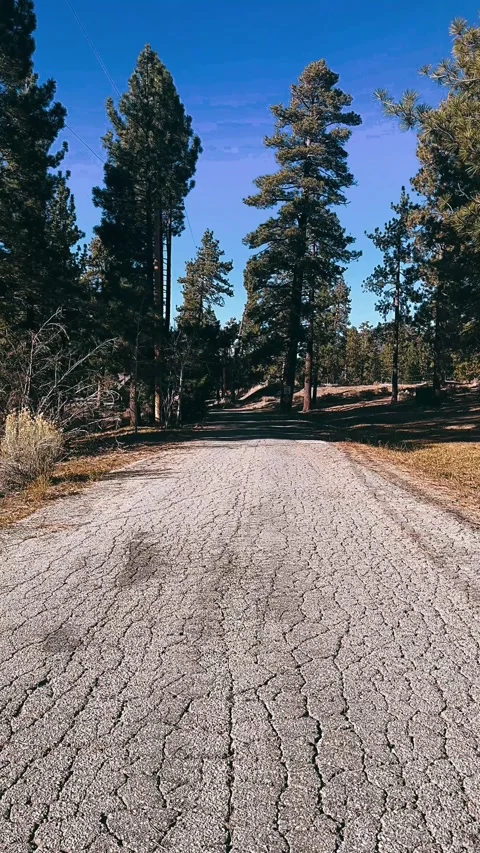 Forest, tree, landscape, trees, path, green, Stock Footage 257622760