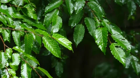 Forest tree leafs in rain storm 스톡 동영상 51554994