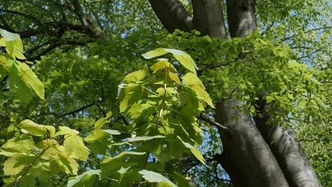 Forest Tree Leaves In The Wind Stock Footage 91185035