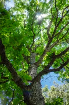 Forest tree lit by the rays of the sun 写真素材