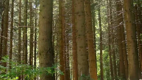 Forest Tree Mid Height Horizontal Pan Stock Footage 98337901