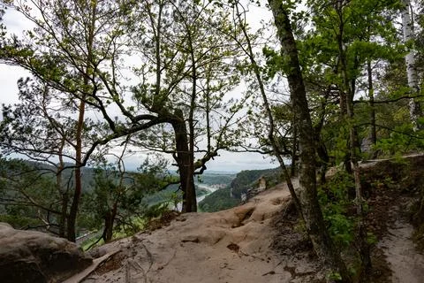 A forest with a tree in the middle and a view of a river Stock Photos