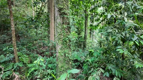A forest with a tree in the middle Stock Footage 325789033
