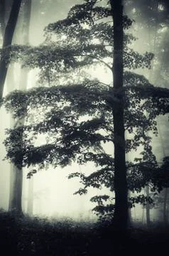 Forest tree in mist landscape Stock Photos