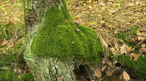 Forest tree moss Stock Footage 32258710