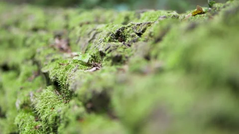 Forest. tree moss on a tree trunk. fauna of the forest. Vidéo 194289513