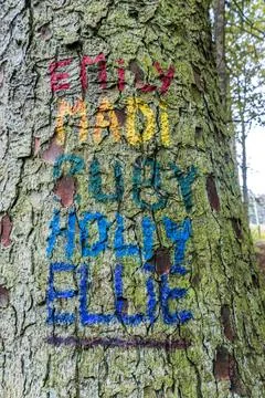 Forest Tree Names Stock Photos