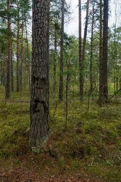 Forest Tree with a Natural Face Pattern on Its Trunk Stock Photos