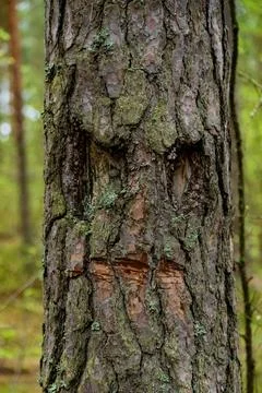 Forest Tree with a Natural Face Pattern on Its Trunk Stock Photos