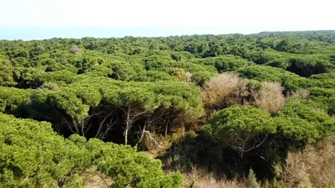 Forest tree nature Stock-Footage 274415225
