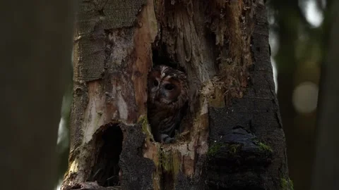 Forest tree owl nest hole. Tawny owl hidden in the fall wood, sitting on tree tr Stock Footage 321079300