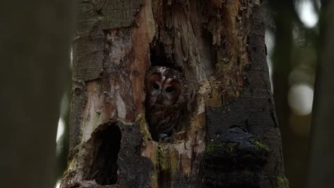 Forest tree owl nest hole. Tawny owl hidden in the fall wood, sitting on tree tr Stock Footage 321079593