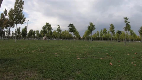 Forest tree panorama. Garden park landscape. Forest scape nature treeline Stock Footage 144806743