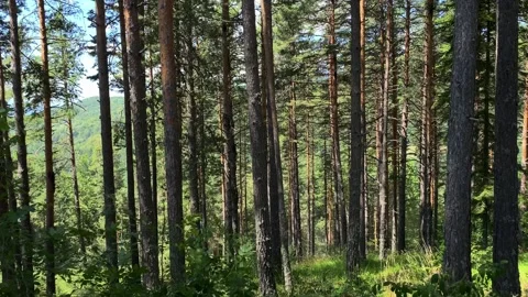 Forest tree panorama view Stock Footage 247931198
