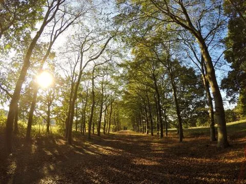 Forest Tree Path Stock Photos