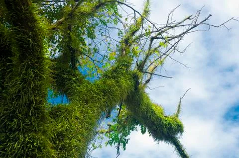 Forest tree Stock Photos