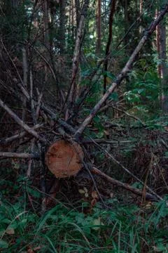 Forest tree Stock Photos