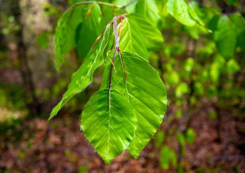 Forest tree Stock Photos