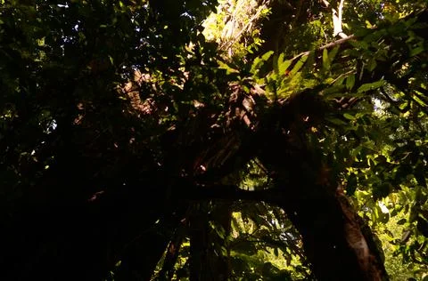 Forest tree Stock Photos