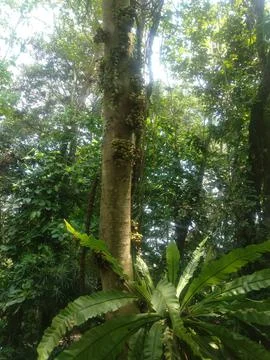 The Forest Tree 写真素材