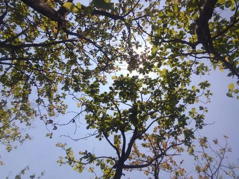 Forest tree Foto stock