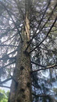 Forest tree Foto stock