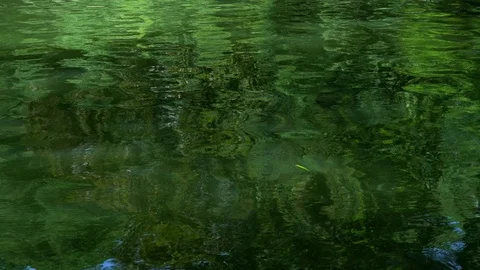 Forest tree reflection on the surface of the pond. 4K Stock Footage 104649775