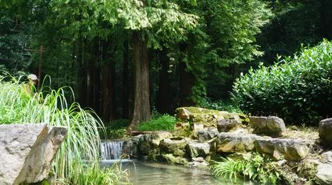 Forest with tree, river and lush environment in Chinese nature, Hangzhou, China Stock Photos