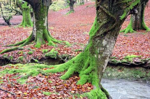 Forest with tree roots and a stream Stock Photos