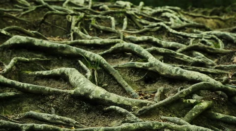 Forest tree roots Stock Footage 54276501
