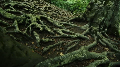 Forest tree roots Stock Footage 54276894