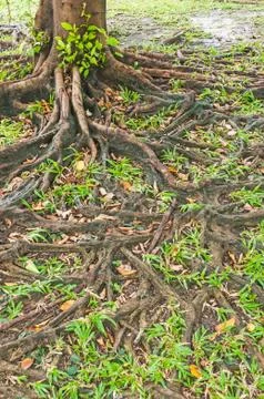 Forest tree with roots Stock Photos