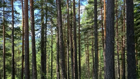 Forest tree rotate panorama Stock Footage 247931192